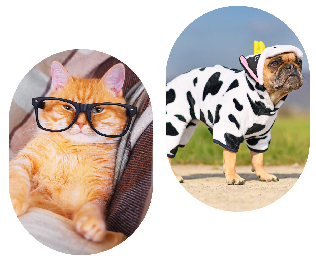 a cat in goggle and dog wearing funny cloth