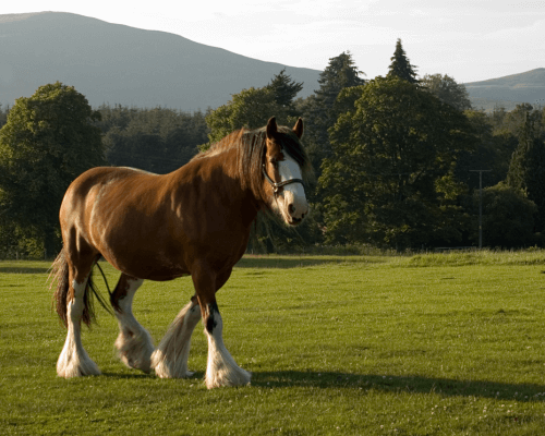 A horse walking on grass