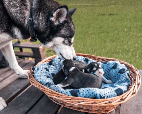 A dog sniffing a baby puppies in a basket