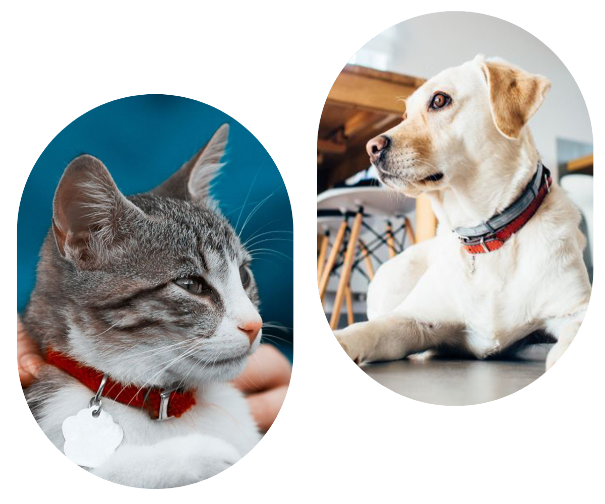 a cat in goggle and dog wearing funny cloth