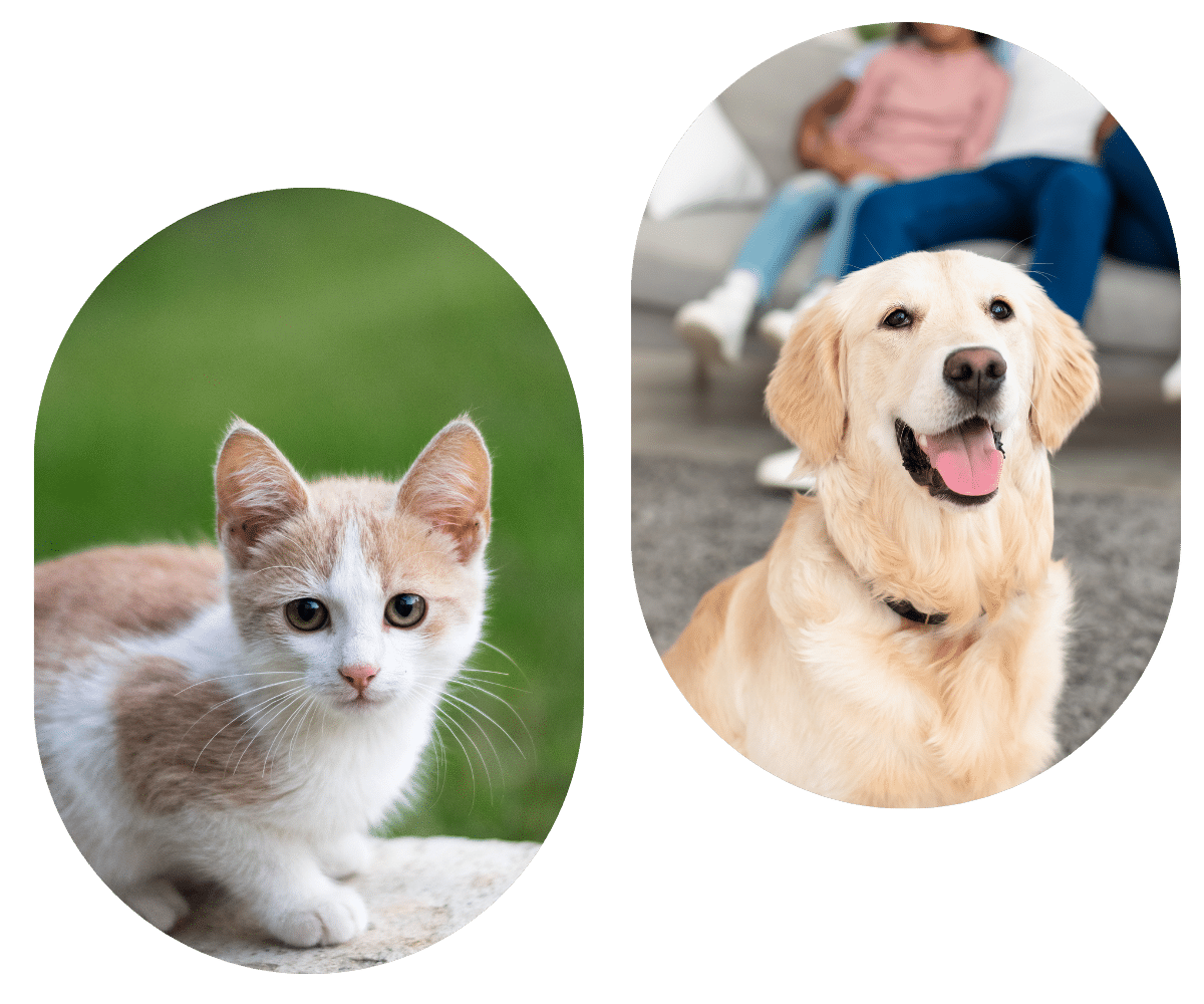a cat in goggle and dog wearing funny cloth