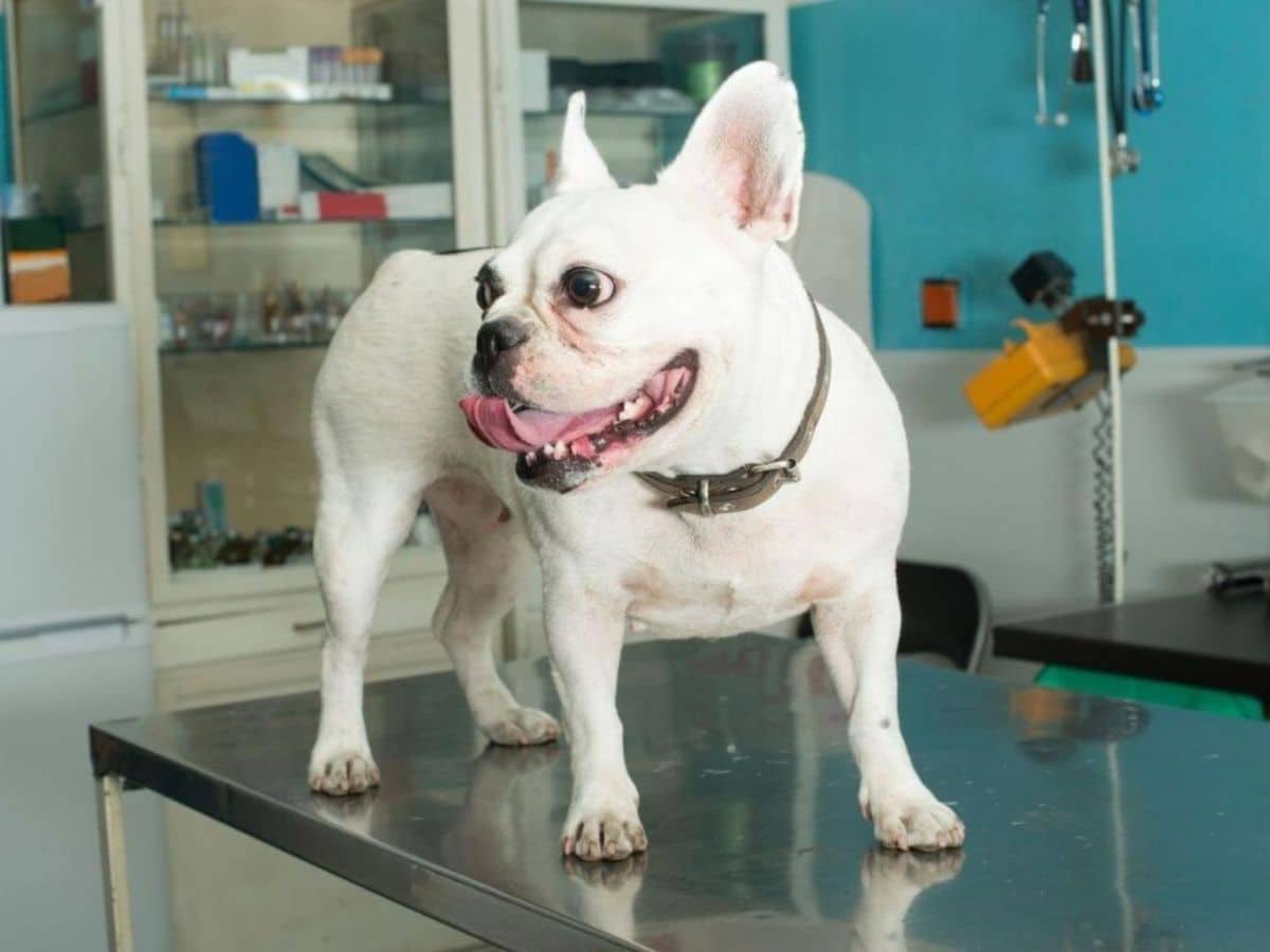 French Bulldog on an exam table