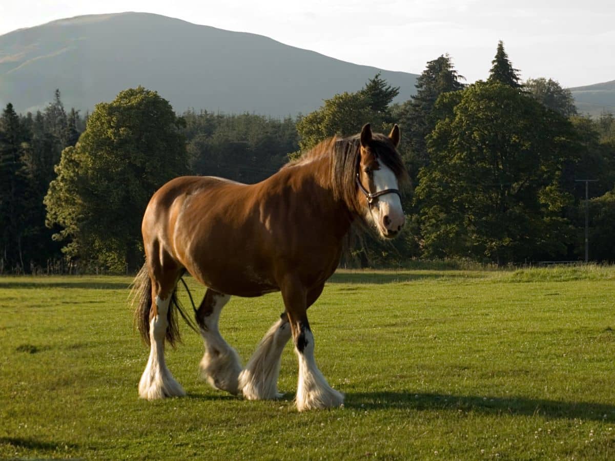 Horse standing in a green field