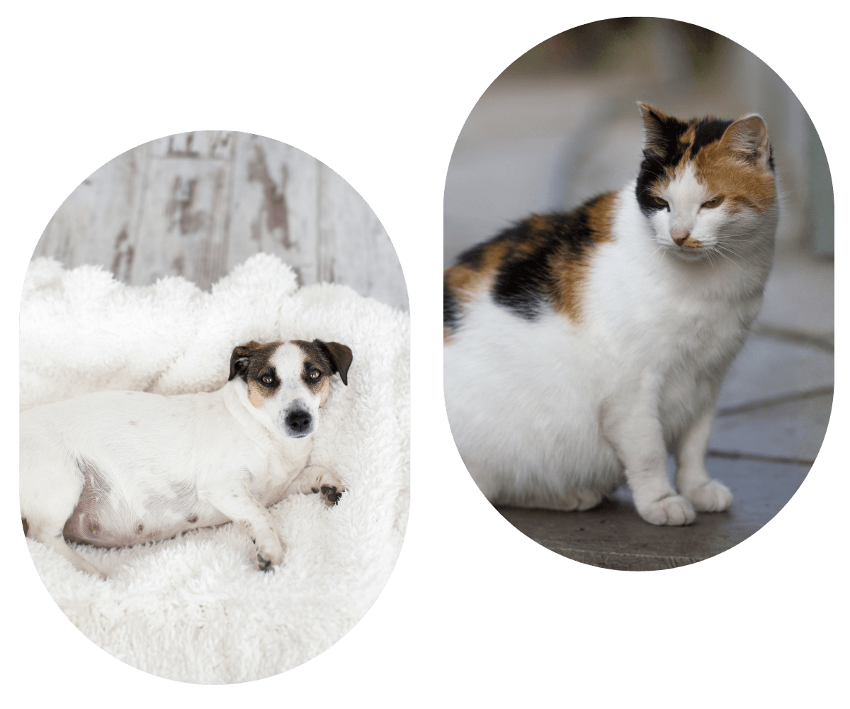 A collage of a pregnant dog and cat