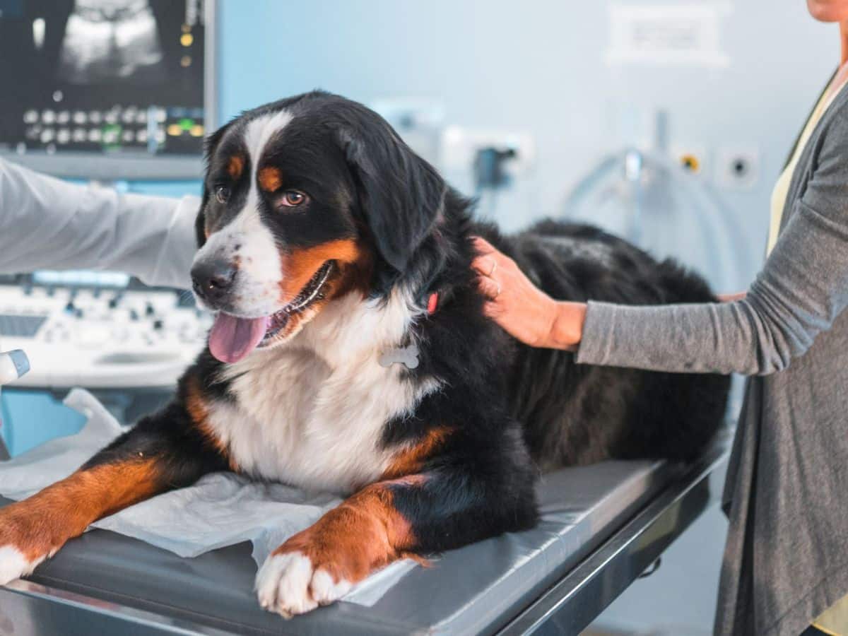 Pet Breeding Services1 Dog reproductive health exam