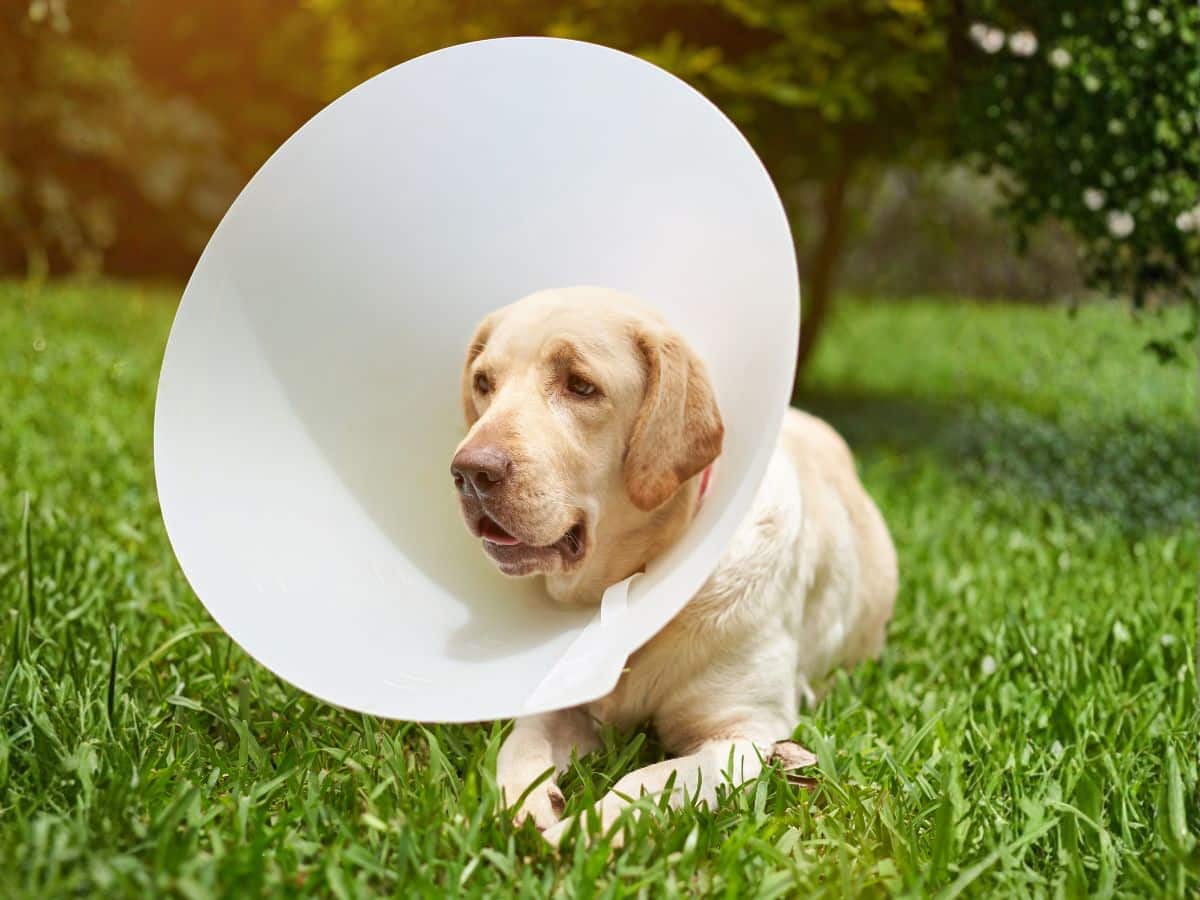 Dog wearing plastic cone collar