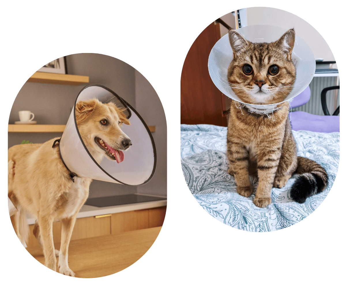 Dog and tabby cat wearing medical cones