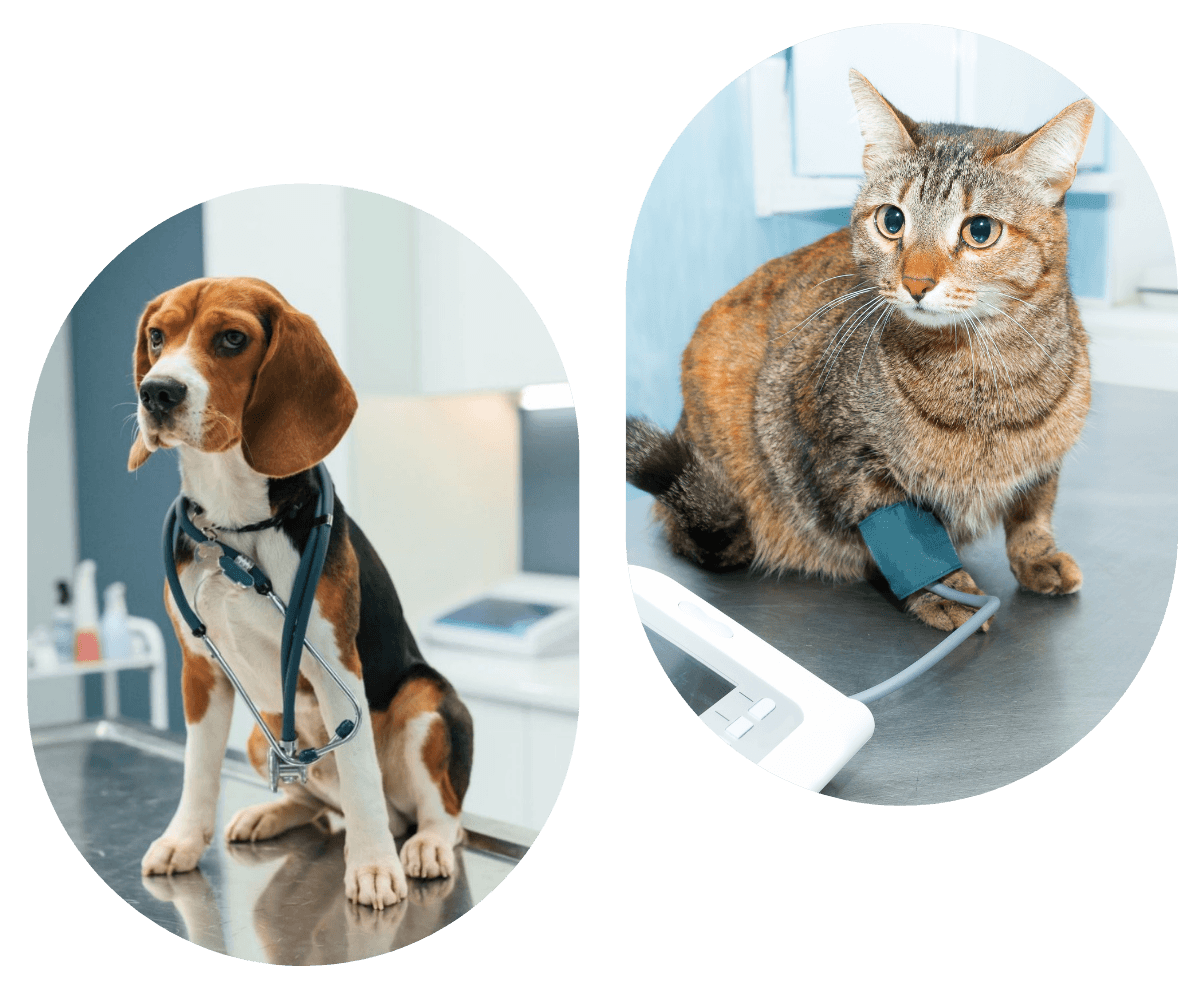Beagle dog and tabby cat at a veterinary clinic