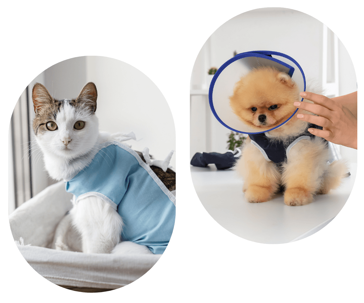 Cat in a recovery vest and dog wearing a cone