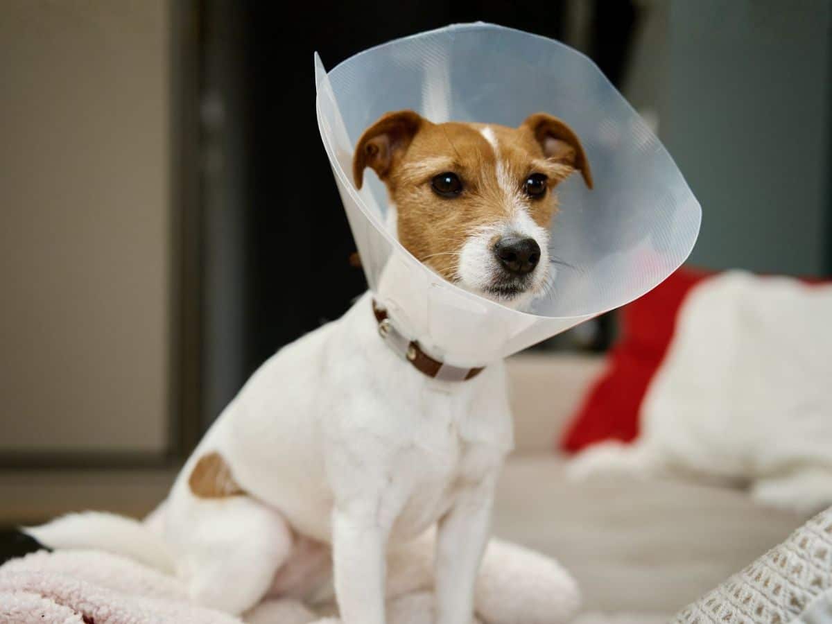 Pet Spay and Neuter inner Dog sitting on a couch while wearing a plastic cone