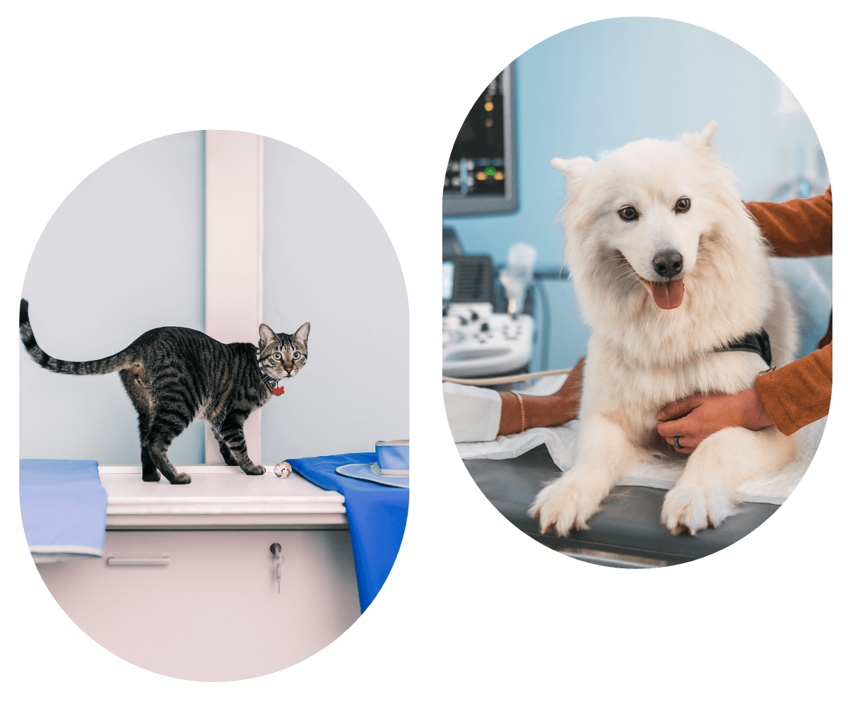 Tabby cat and fluffy white dog at the vet
