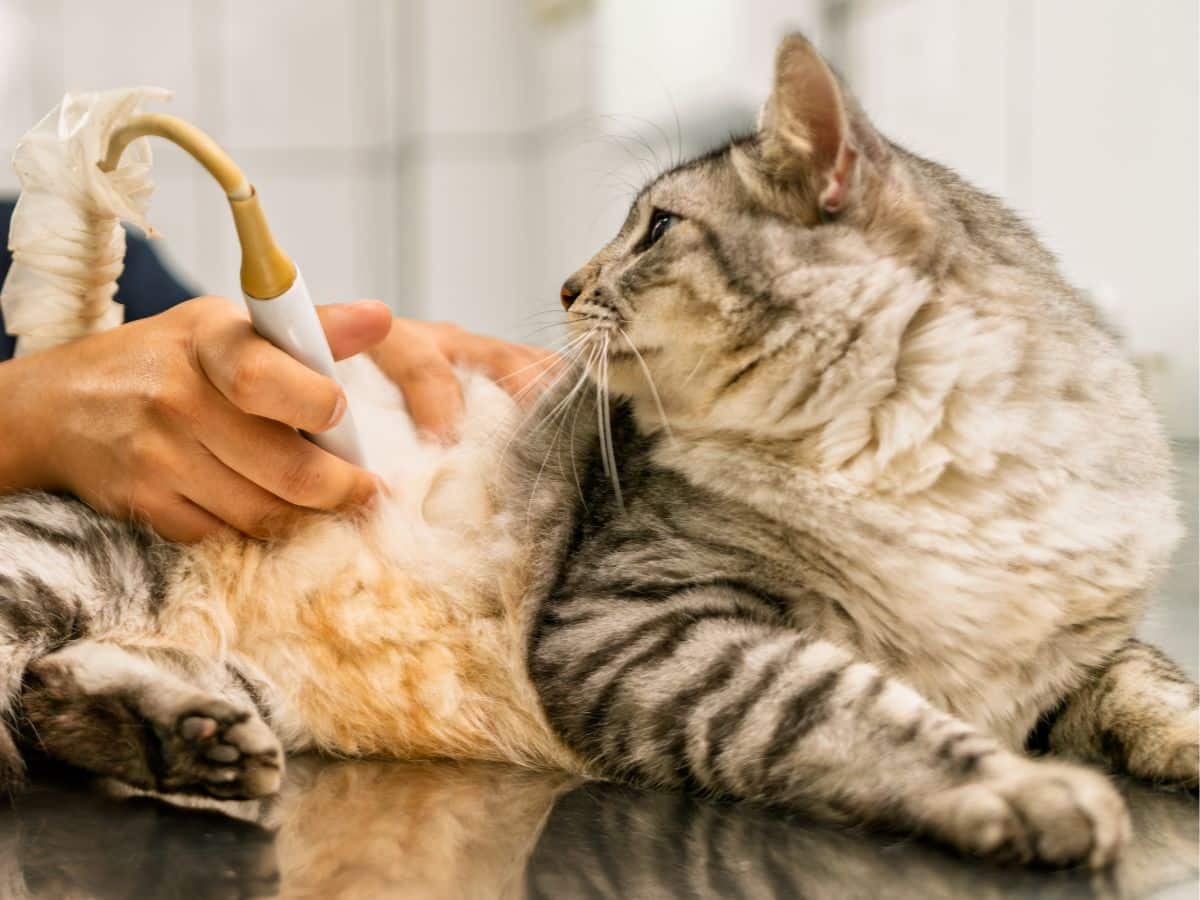 Vet performing ultrasound examination on kitten