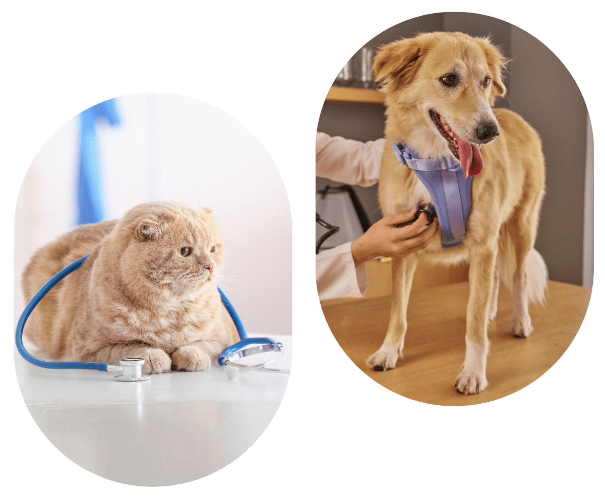 cat and a dog receiving veterinary exam