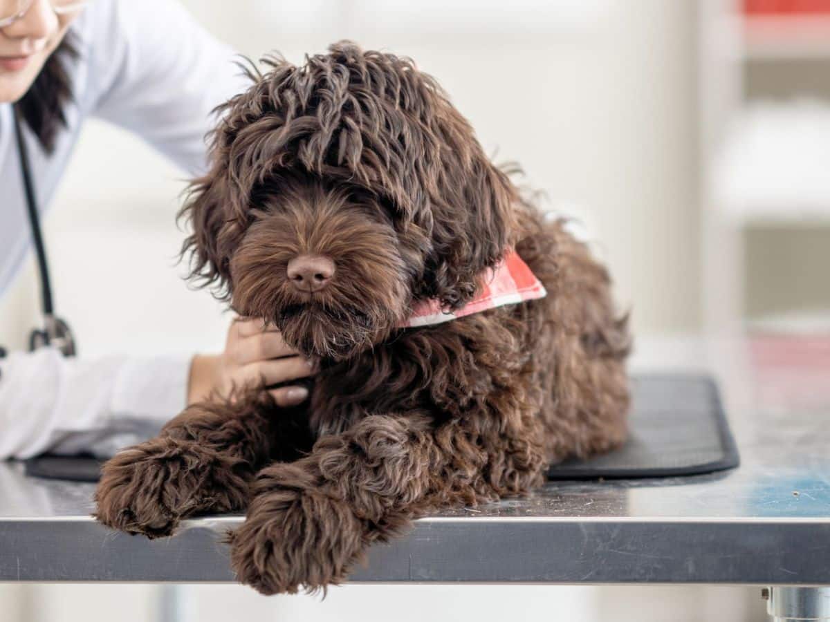 Curly-haired dog being examined by a vet